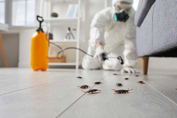 Post-Treatment Bed Bug Interceptor Monitoring in Pueblo West